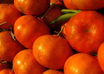 Mandarina, un sabroso aliado contras las infecciones, diabetes y hasta el cáncer