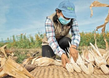 Crisis en la producción de Maíz en México: Importaciones alcanzan máximos históricos