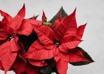 Día Nacional de la Nochebuena: ¿por qué se celebra el 8 de diciembre?