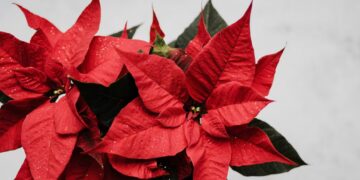 Día Nacional de la Nochebuena: ¿por qué se celebra el 8 de diciembre?