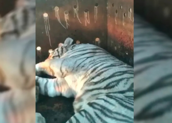 Aseguran dos tigres de bengala, armas y autos de lujo en finca de Culiacán