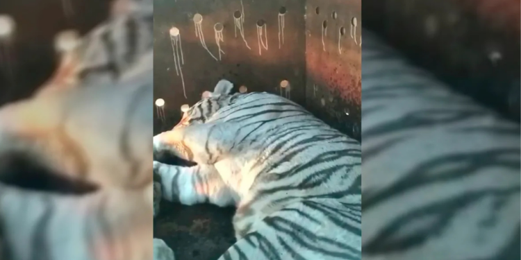 Aseguran dos tigres de bengala, armas y autos de lujo en finca de Culiacán