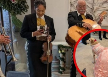 Celebran los 15 años de una perrita con vestido de gala y mariachi