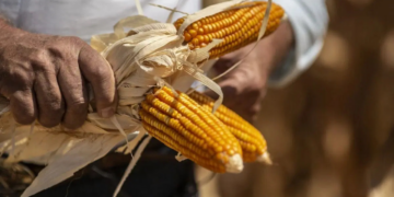 Derrota para México: pierde disputa contra EU por maíz transgénico