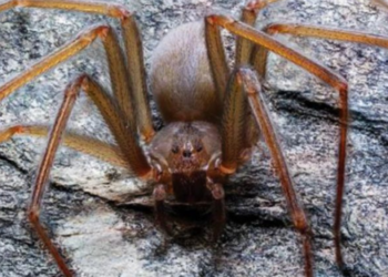 Turista de Puebla es mordido por araña violinista y encuentra antídoto en 90 mil pesos