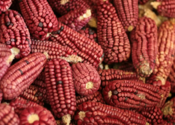 México refrenda su compromiso de proteger la diversidad genética de los maíces nativos