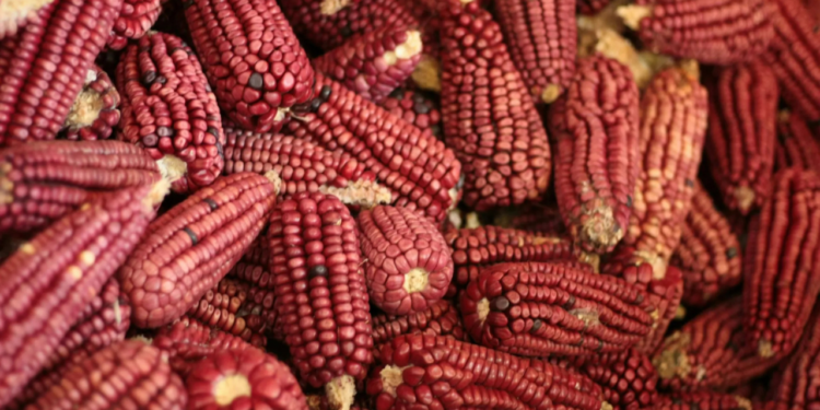 México refrenda su compromiso de proteger la diversidad genética de los maíces nativos