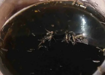 A días de Fin de Año, México reporta 123 mil 141 casos de dengue; 462 decesos