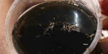 A días de Fin de Año, México reporta 123 mil 141 casos de dengue; 462 decesos