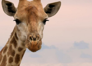 “Desaparece” jirafa del Zoológico de Culiacán