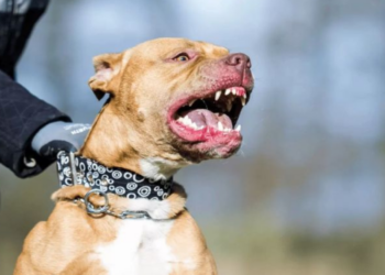 Dos perros asesinan a niño de cuatro años de edad en plena Navidad