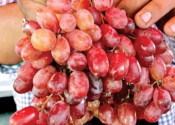 Inflan hasta en $250 el precio del kilo de la uva; familias optan por eliminarla de sus rituales