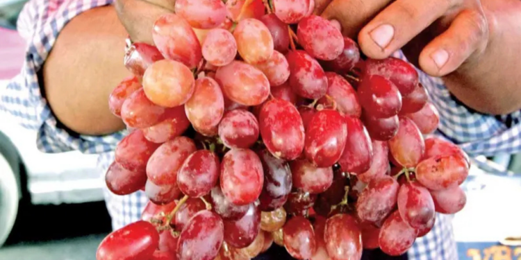 Inflan hasta en $250 el precio del kilo de la uva; familias optan por eliminarla de sus rituales