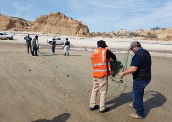 Conapesca avanza en la protección de la vaquita marina y combate la pesca ilegal