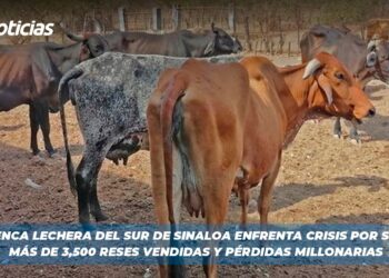 La Cuenca Lechera del Sur de Sinaloa Enfrenta Crisis por Sequía: Más de 3,500 Reses Vendidas y Pérdidas Millonarias