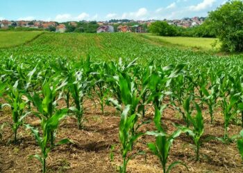 Agricultura prioriza la innovación y la ciencia para fortalecer cultivos estratégicos en México