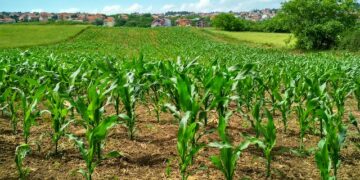 Agricultura prioriza la innovación y la ciencia para fortalecer cultivos estratégicos en México