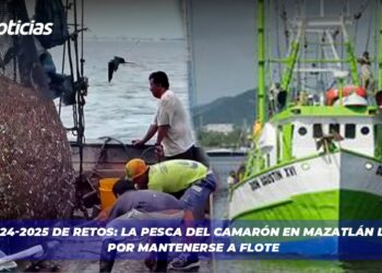 Un 2024-2025 de Retos: La pesca del camarón en Mazatlán lucha por mantenerse a flote