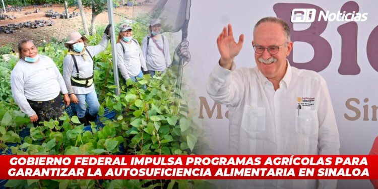 Gobierno federal impulsa programas agrícolas para garantizar la autosuficiencia alimentaria en Sinaloa