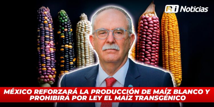 México reforzará la producción de maíz blanco y prohibirá por ley el maíz transgénico
