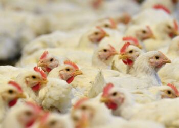 Senasica urge a reforzar bioseguridad en granjas para mantener estatus libre de influenza aviar AH5N1