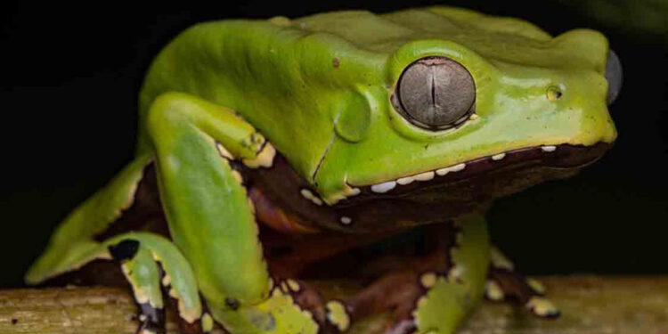 Actriz muere tras intoxicarse con veneno de rana durante un retiro espiritual en Durango