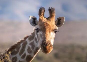 Investigan presunta desaparición de una jirafa en el Zoológico de Culiacán