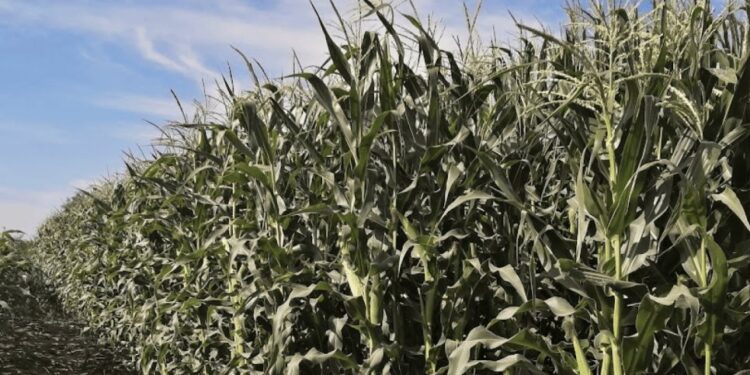 México enfrenta escasez de producción de Maíz: Se estima 25.1 millones de toneladas en 2024