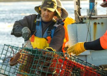 Veda temporal de especies de Pulpo y Almeja generosa inicia en Enero de 2025