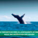 Medidas preventivas para el avistamiento de Ballenas: Hacia una navegación más segura
