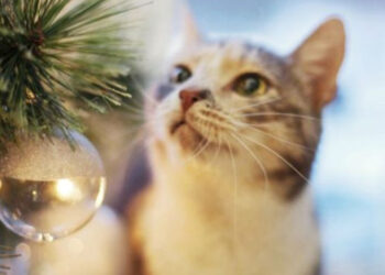 Especialistas revelan la razón por la que los gatos atacan el árbol de navidad de tu hogar