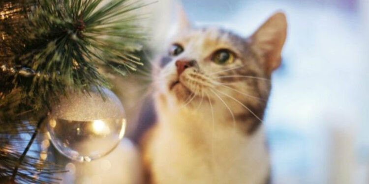 Especialistas revelan la razón por la que los gatos atacan el árbol de navidad de tu hogar