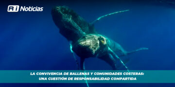 La convivencia de ballenas y comunidades costeras: Una cuestión de responsabilidad compartida