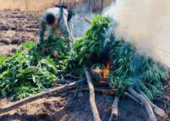 Marina destruye plantío de mariguana en Sinaloa