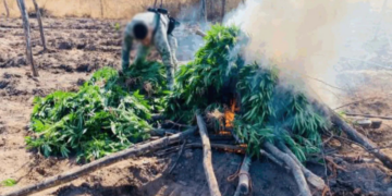 Marina destruye plantío de mariguana en Sinaloa