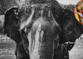 Elefante mata a turista mientras lo bañaba en un santuario en Tailandia