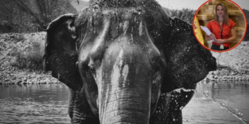 Elefante mata a turista mientras lo bañaba en un santuario en Tailandia