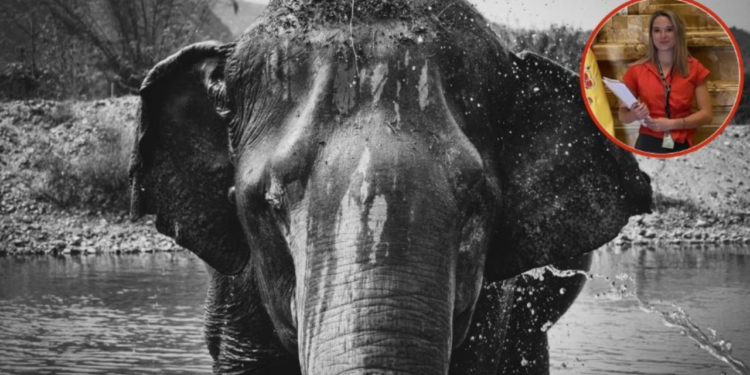 Elefante mata a turista mientras lo bañaba en un santuario en Tailandia