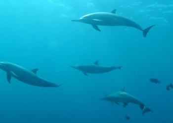 Más de 30 delfines mueren tras el derrame de crudo en el mar Negro