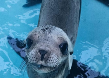 Rescatan lobo marino en canales de Marina Mazatlán