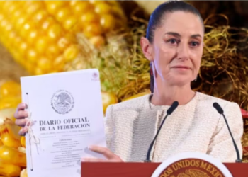 Sheinbaum propondrá reforma constitucional que prohíbe la siembra de maíz transgénico