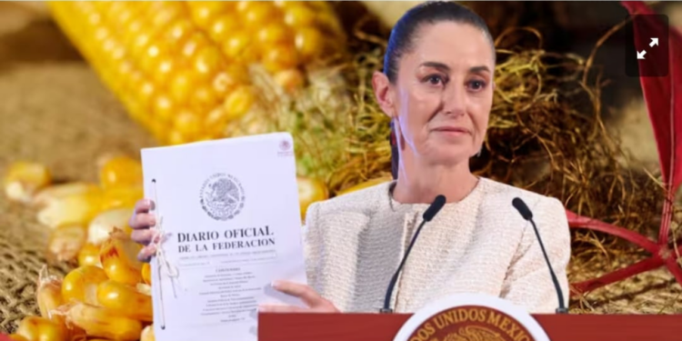 Sheinbaum propondrá reforma constitucional que prohíbe la siembra de maíz transgénico