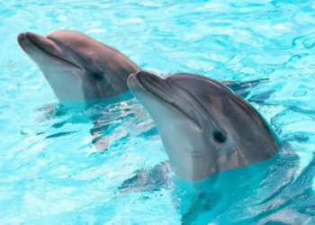 Denuncian la muerte de delfines en Hotel de la Riviera Maya por presunto maltrato