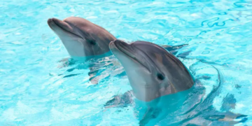 Denuncian la muerte de delfines en Hotel de la Riviera Maya por presunto maltrato