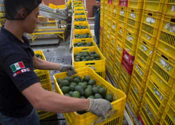 Aguacateros mexicanos confían en que las exportaciones a EE.UU. sigan por “buen camino”