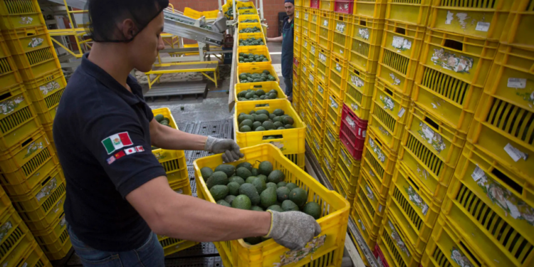 Aguacateros mexicanos confían en que las exportaciones a EE.UU. sigan por “buen camino”