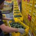 Aguacateros mexicanos confían en que las exportaciones a EE.UU. sigan por “buen camino”