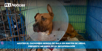 Máster el cachorro herido de bala en Rincón de Urías, presenta mejoría en su recuperación