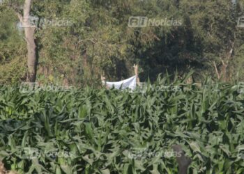 Localizan a cuatro personas sin vida en El Walamo
