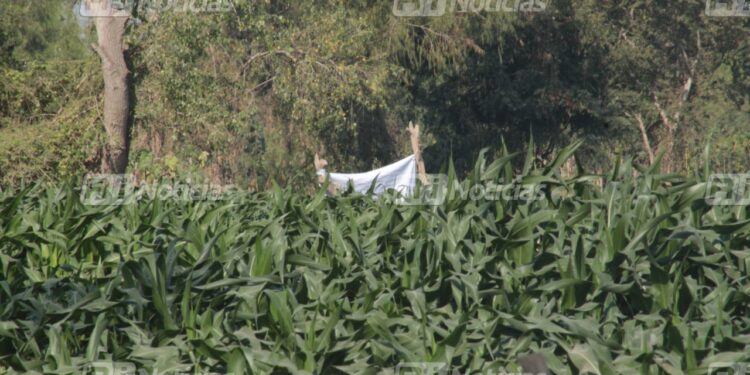 Localizan a cuatro personas sin vida en El Walamo